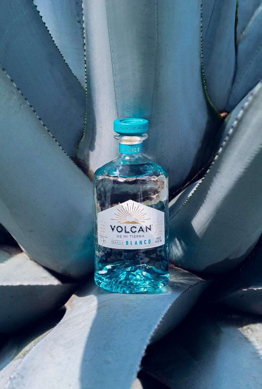 Butelka tequili Volcan de Mi Tierra Blanco wśród liści agawy