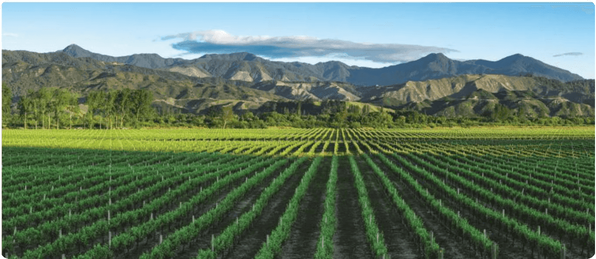 Winnica z portfolio Private Reserve Group